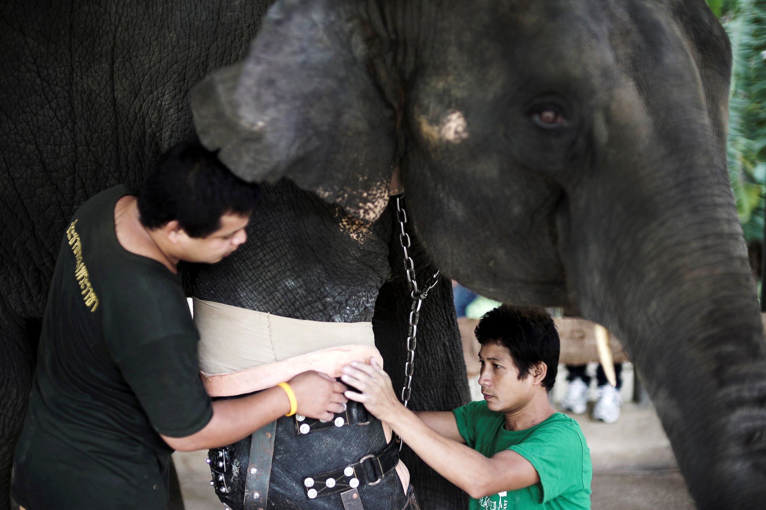 PHOTO: Mosha, the elephant that was injured by a landmine, has her prosthetic leg attached at the Friends of the Asian Elephant Foundation in Lampang, Thailand, June 29, 2016.