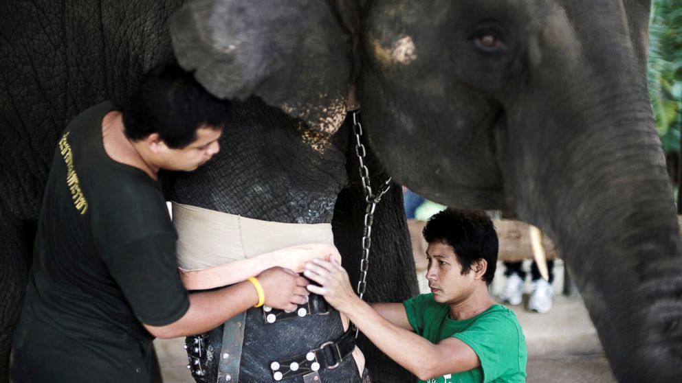 PHOTO: Mosha, the elephant that was injured by a landmine, has her prosthetic leg attached at the Friends of the Asian Elephant Foundation in Lampang, Thailand, June 29, 2016.