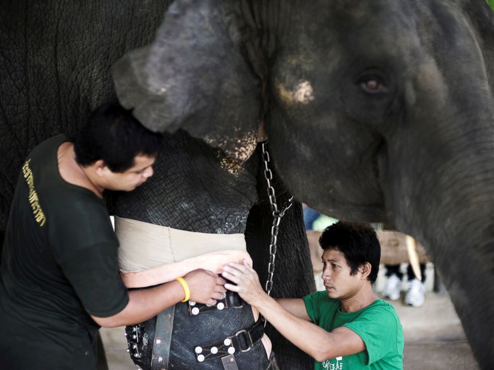 PHOTO: Mosha, the elephant that was injured by a landmine, has her prosthetic leg attached at the Friends of the Asian Elephant Foundation in Lampang, Thailand, June 29, 2016.