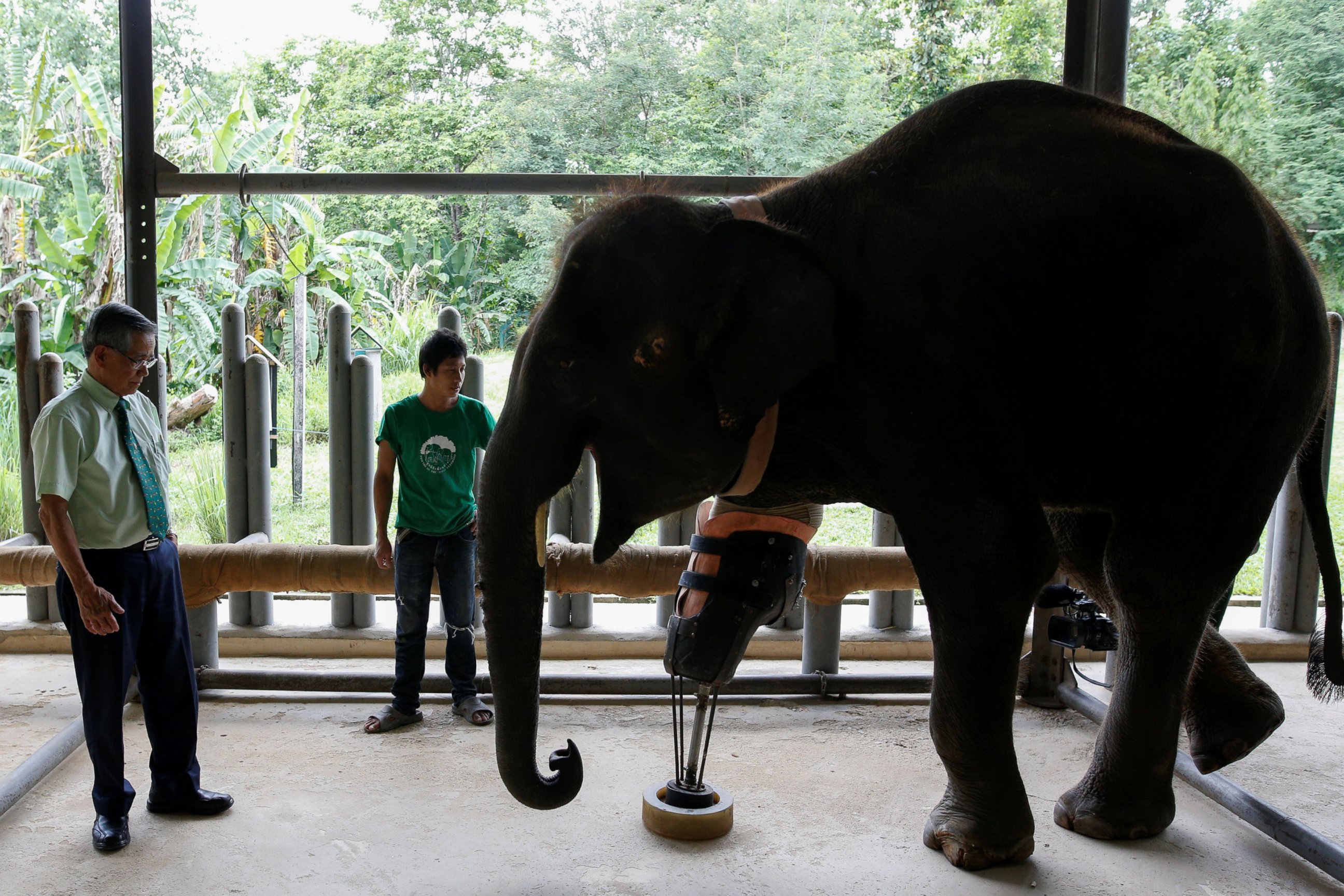 PHOTO: Doctor Therdchai Jivacate, left, stands in front of Mosha, the elephant that was injured by a landmine, at the Friends of the Asian Elephant Foundation in Lampang, Thailand, June 29, 2016.