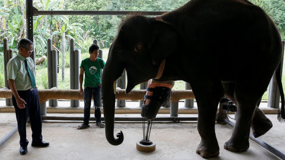 PHOTO: Doctor Therdchai Jivacate, left, stands in front of Mosha, the elephant that was injured by a landmine, at the Friends of the Asian Elephant Foundation in Lampang, Thailand, June 29, 2016.