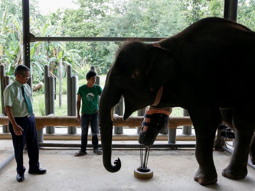PHOTO: Doctor Therdchai Jivacate, left, stands in front of Mosha, the elephant that was injured by a landmine, at the Friends of the Asian Elephant Foundation in Lampang, Thailand, June 29, 2016.