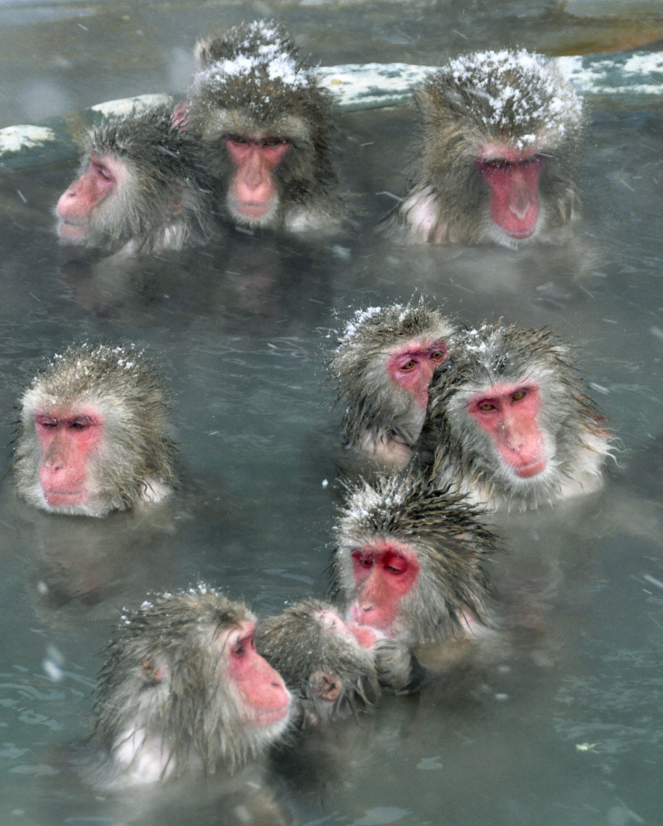 Купание обезьяны в теплой хоккей. Японские макаки в теплых источниках. Японские мартышки в термальных источниках. Обезьяны в Японии в горячих источниках. Японские макаки в горячих источниках зимой.