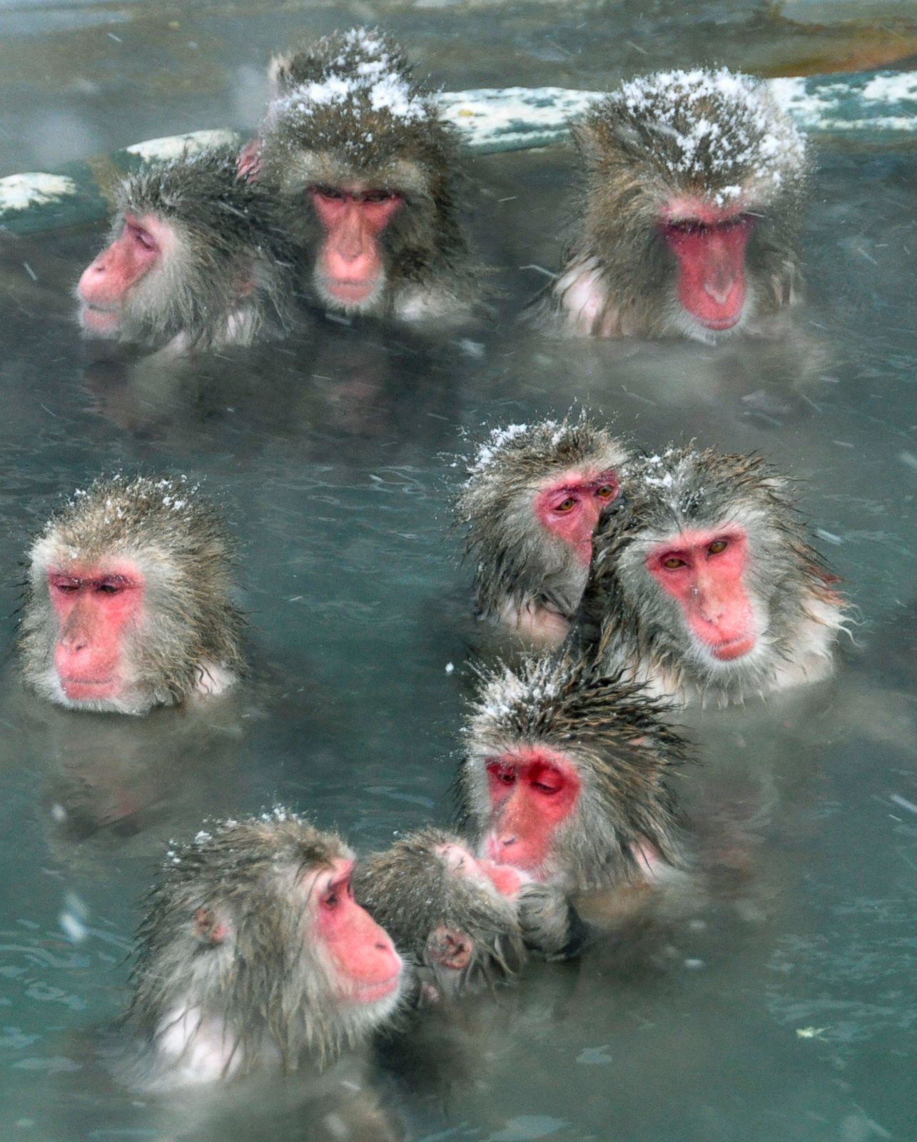 Watch Snow Monkeys Take the Plunge Photos ABC News