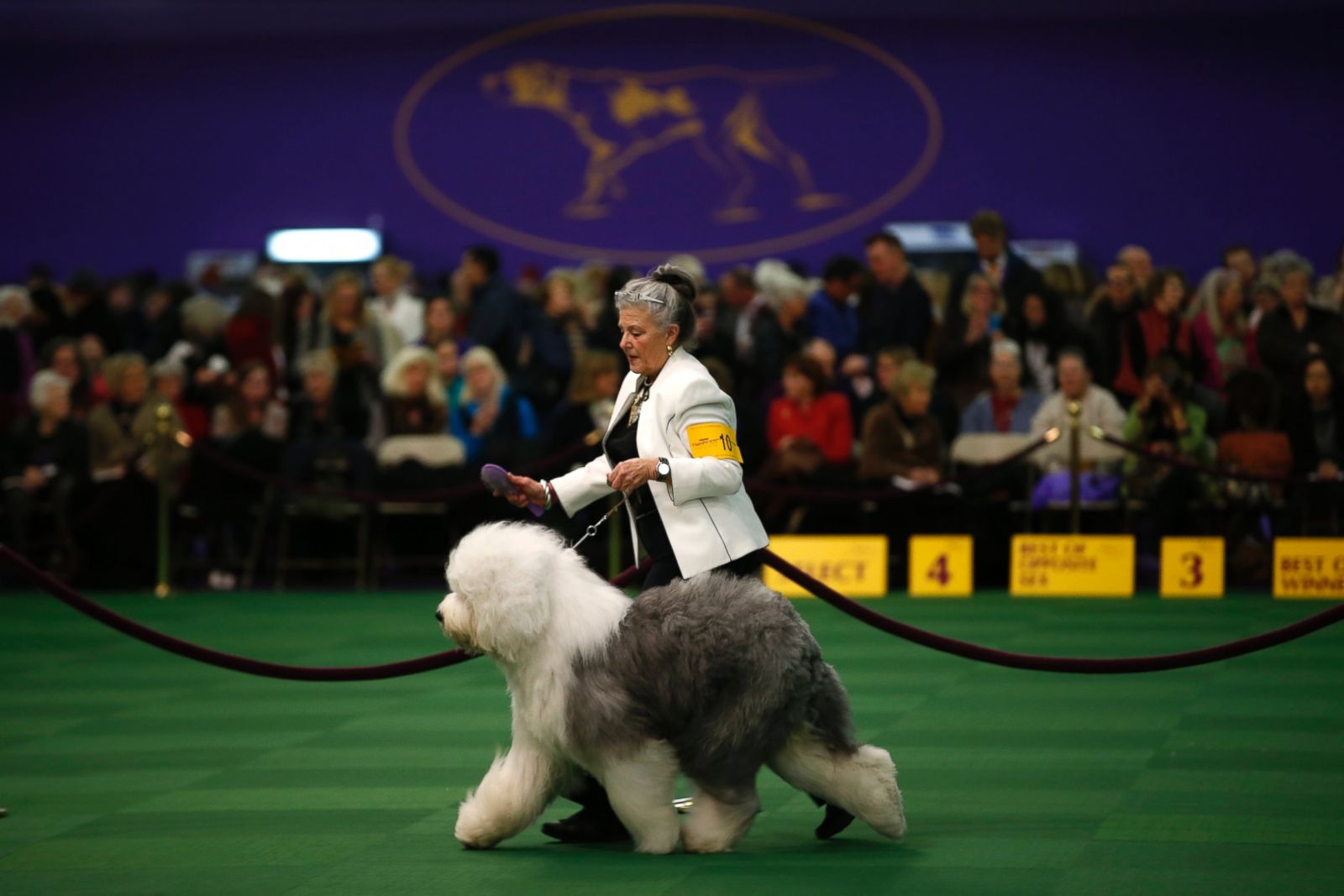 The 2015 Westminster Kennel Club Dog Show Photos Image 281 ABC News