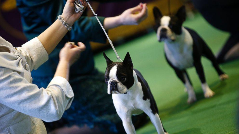Boston Terriers stand in the ring during judging in the non-sporting group at the 139th Westminster Kennel Club's Dog Show in New York, Feb. 16, 2015.