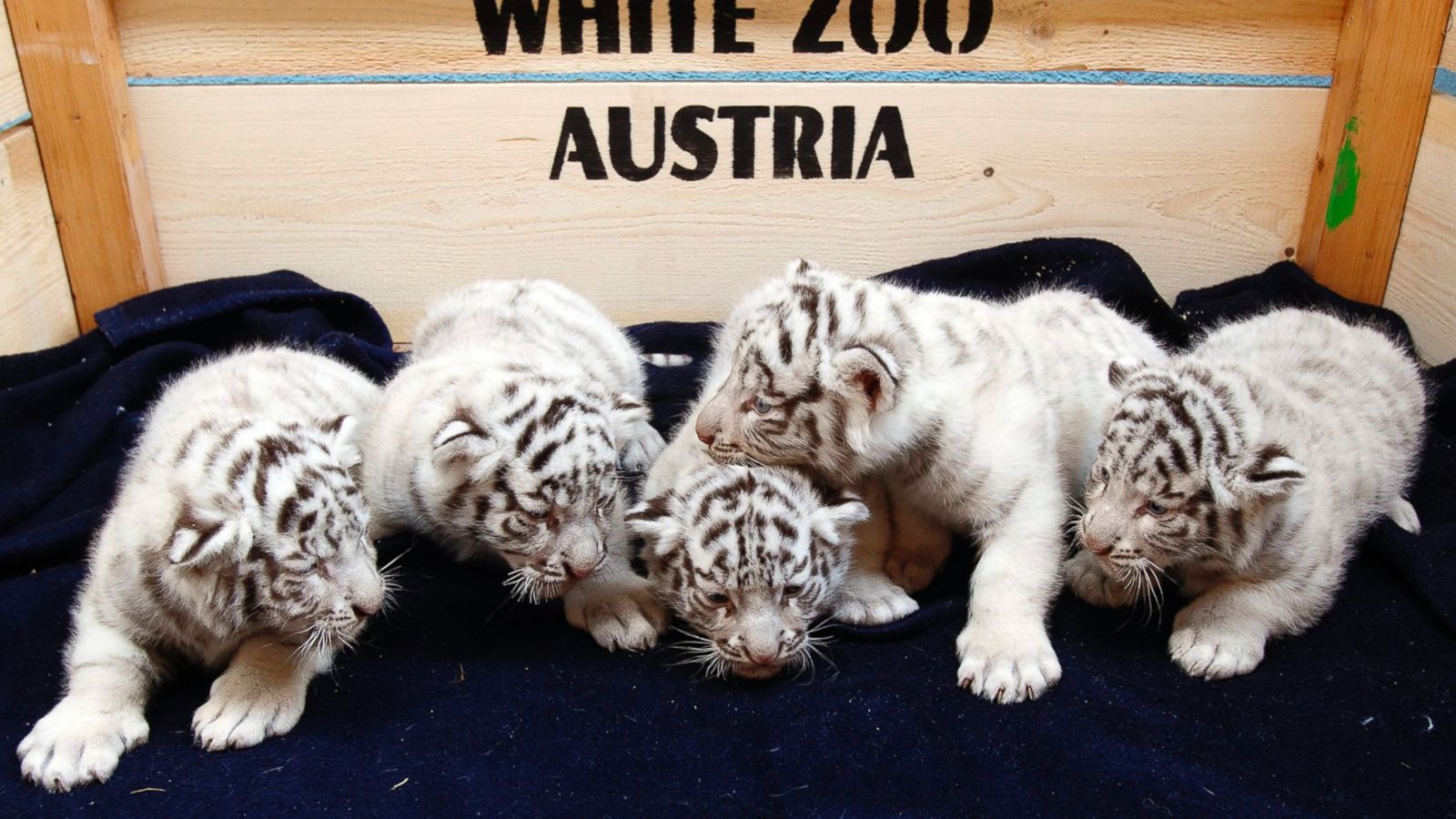 Quintuplet White Tigers Crawl Into the Public Eye - ABC News