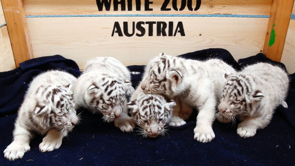 Adorable Tiger Cub Quadruplets Spend Their Public Debut Play Fighting