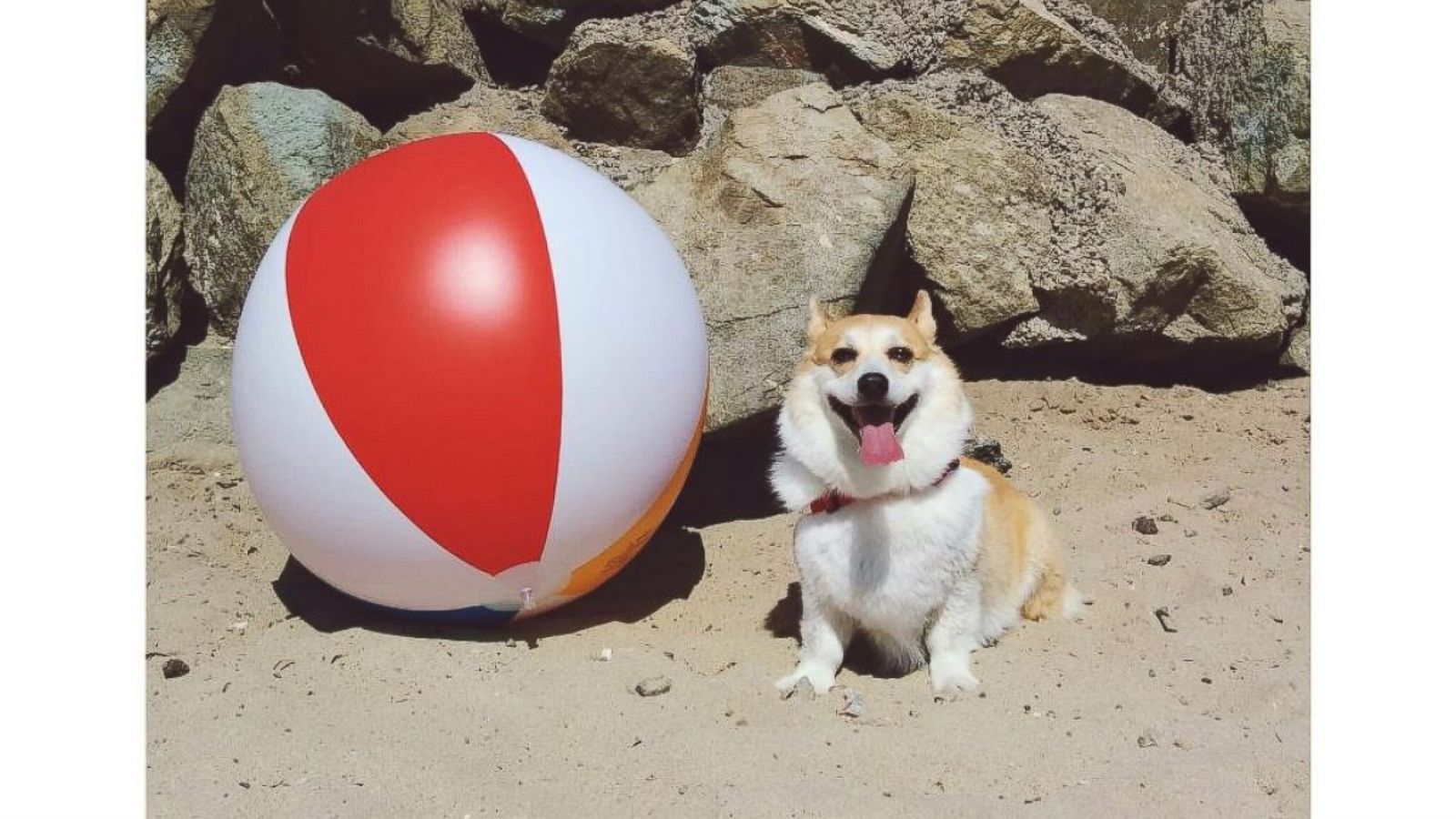 Mr. Pickles hard at work, - So Cal Corgi Beach Day