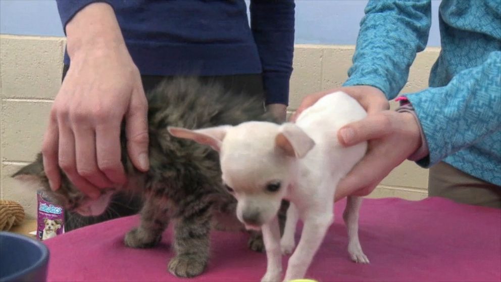 Tiny 1 54 Pound Chihuahua Earns Title Of Smallest Dog Ever Adopted From Wisconsin Humane Society Abc News