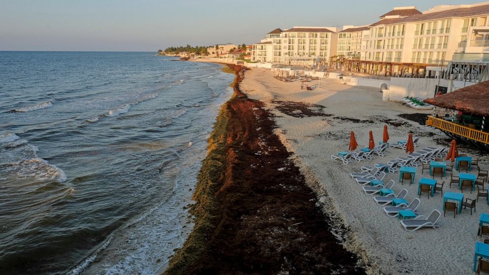 FILE - In this May 8, 2019 file photo, sargassum seaweed covers the beach in Playa del Carmen, Mexico. The governor of Mexico’s Quintana Roo state says he expects to spend $30 million in 2019 on removing masses of sargassum seaweed that have washed u