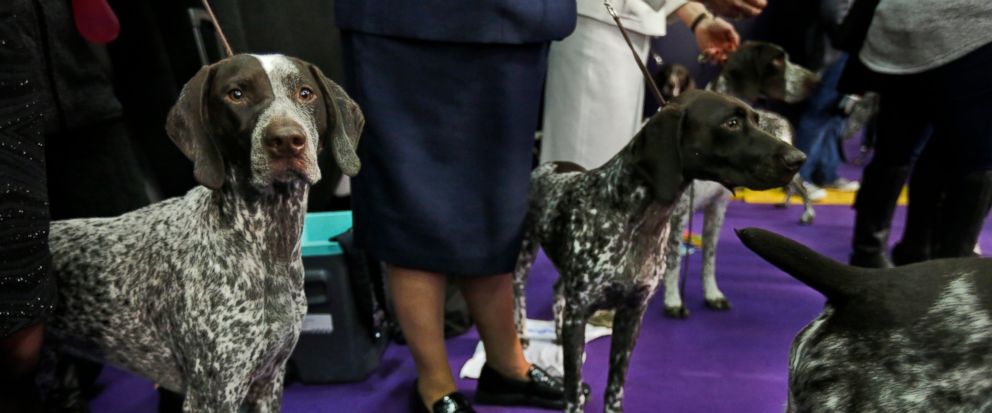 dog breeds similar to german shorthaired pointer