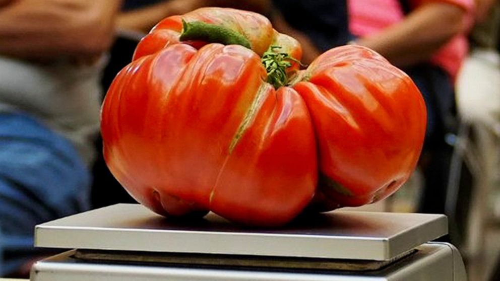 This Aug. 23, 2019, image provided by John Damiano shows a large tomato on a scale as it is entered into the Great Long Island Tomato Challenge competition in Farmingdale, N.Y. (John Damiano via AP)