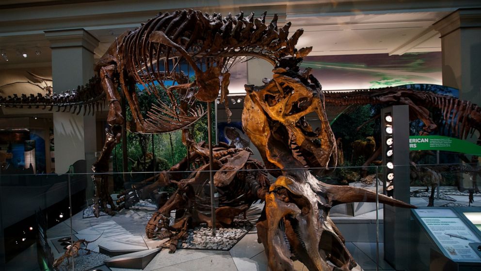 Meet The Museum Of Natural History S Newest Guest A T Rex Abc News