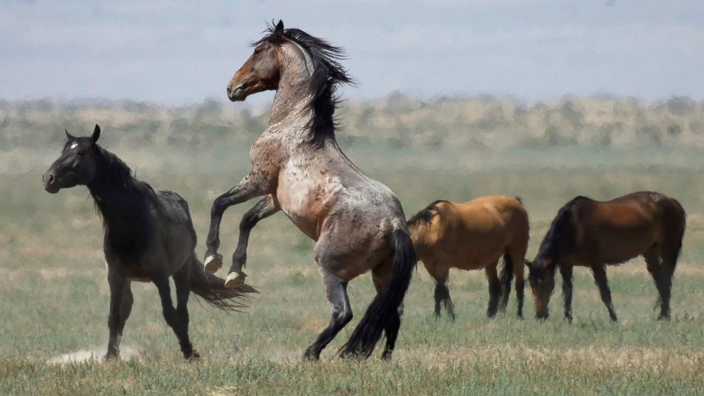 FILE - In this July 18, 2018, file photo, a wild horse jumps among others near Salt Lake City. The U.S. government is seeking new pastures for thousands of wild horses that have overpopulated Western ranges. Landowners interested in hosting large num
