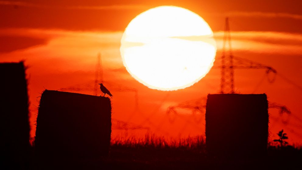 A bird sits on a straw bale on a field in Frankfurt, Germany, as the sun rises on Thursday, July 25, 2019. A heatwave struck large parts of Europe. (AP Photo/Michael Probst)