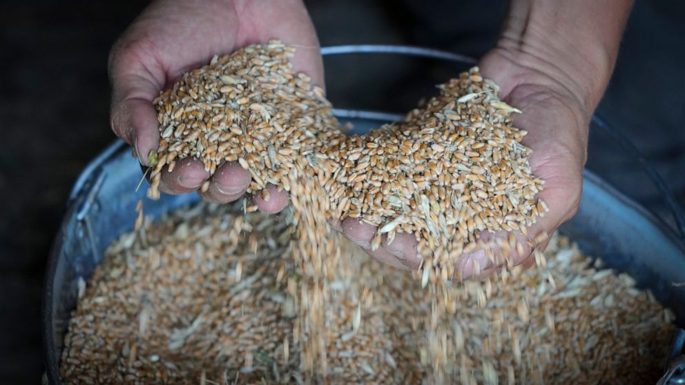 FILE - Farmer Serhiy shows his grains in his barn in the village of Ptyche in eastern Donetsk region, Ukraine, Sunday, June 12, 2022. Russian hostilities in Ukraine are preventing grain from leaving the “breadbasket of the world" and making food more