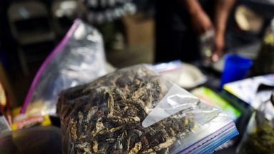 Denver is 1st to decriminalize 'magic mushrooms' - ABC News