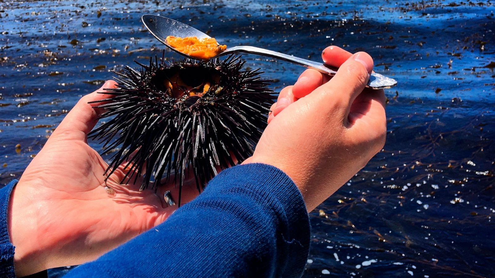 sea urchins shine in a new documentary 