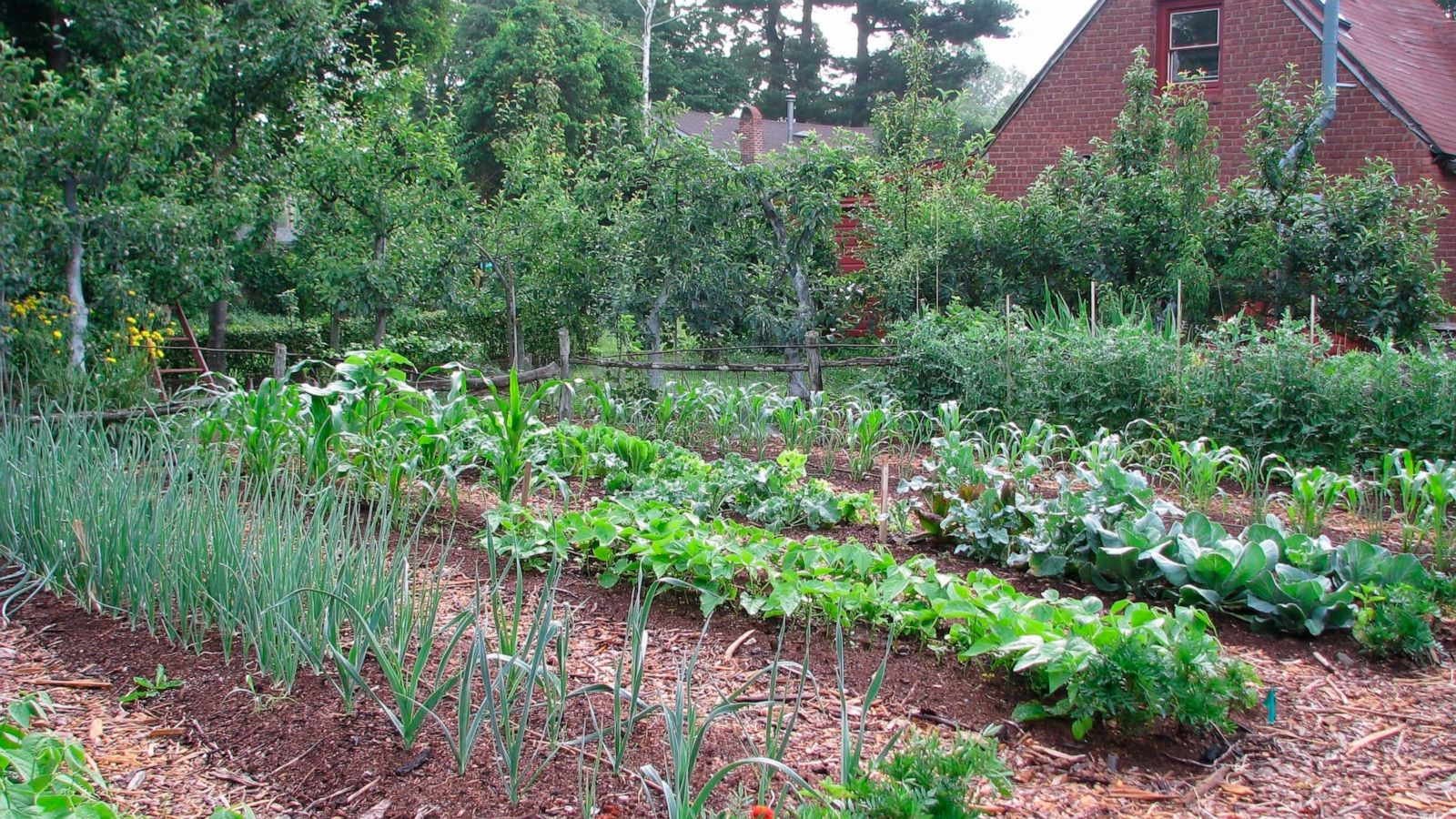 Starting A Vegetable Garden The Basics Abc News