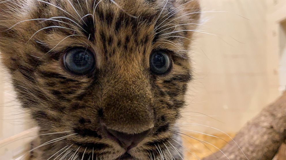 Rare Amur Leopard Cubs Go On View At Zoo No Names Yet Abc News