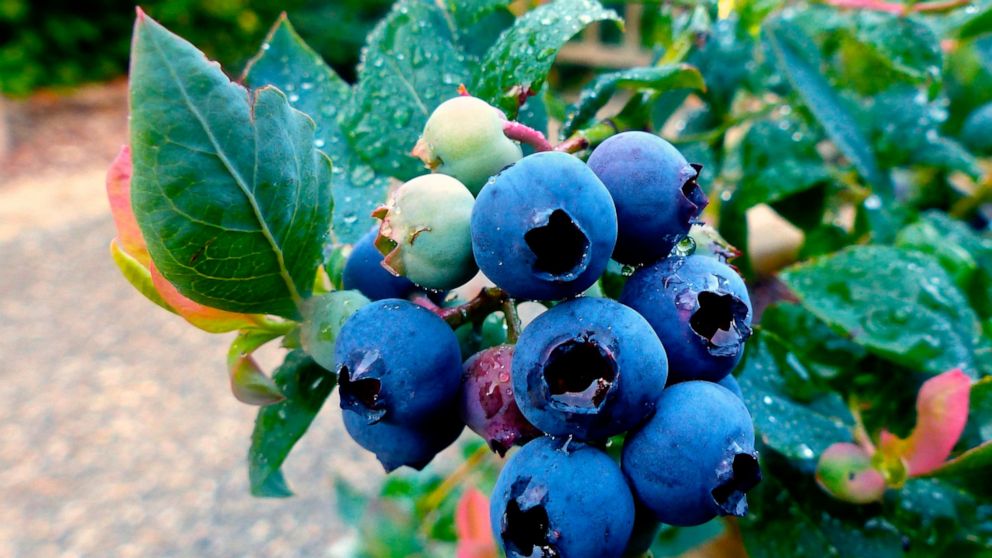 This June 15, 2015 photo shows a dwarf hybrid blueberry plant growing in a container on a residential sidewalk near Langley, Wash. Growers without a lot of living space increasingly are choosing the dwarf varieties of their favorite plants, making th