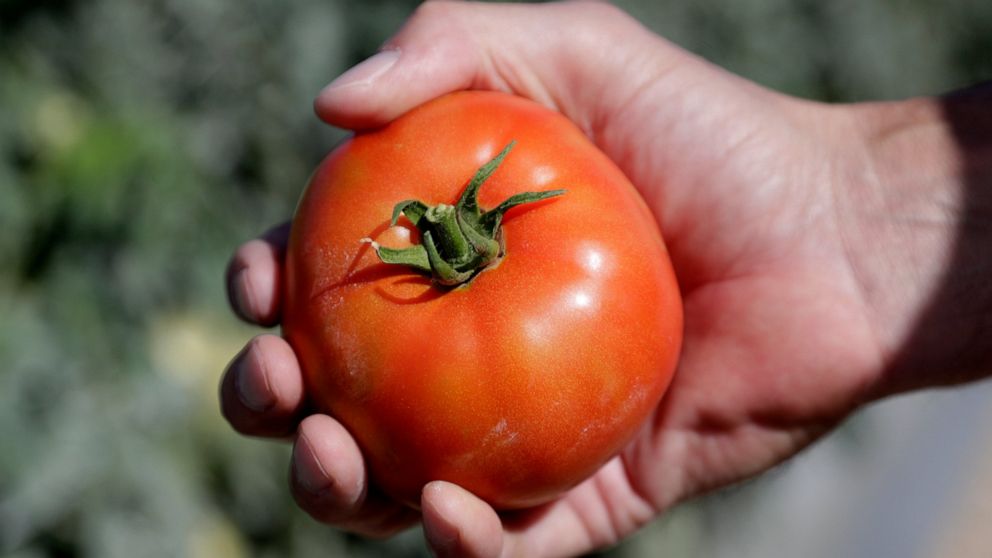 FILE - In this March 28, 2020, file photo, DiMare farm manager Jim Husk holds a ripe tomato, in Homestead, Fla. Tomatoes and turnips are among the winners for US seed company sales. In the year of the new coronavirus and new gardeners in droves tryin