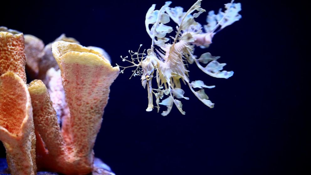 In this Friday, May 17, 2019 photo, a sea dragon swims at the Birch Aquarium at the Scripps Institution of Oceanography at the University of California San Diego in San Diego. The Southern California aquarium has built what is believed to be one of t