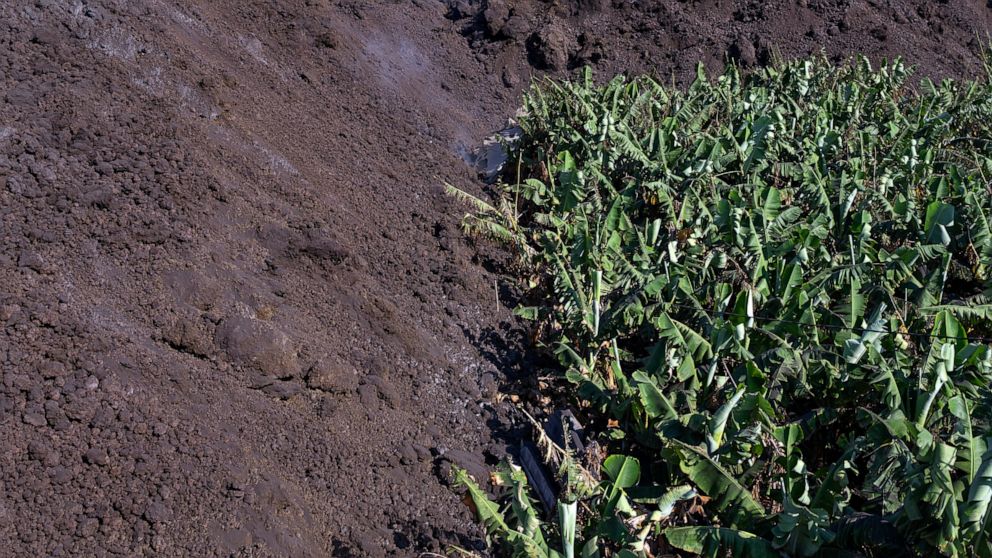 Banana farmers lose livelihoods as lava devours La Palma