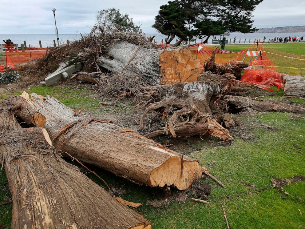 Tree That Some Say Inspired Dr Seuss The Lorax Topples Abc News