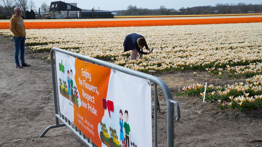 Dutch Farmers To Tourists Don T Trample Our Tulips Abc News