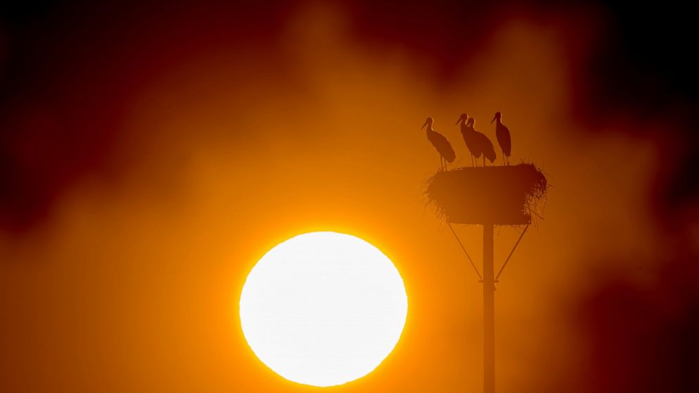 Storks stand in their nest as the sun rises in Lebus, eastern Germany,Friday, July 26, 2019. (Patrick Pleul/dpa via AP)