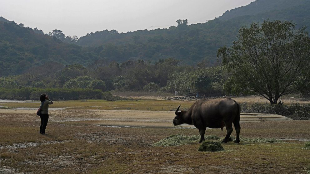 Ho Loy, chairwoman of the Lantau Buffalo Association, shouts to call to the wild cows and buffalos to come to eat at Lantau island, the biggest island within the territory of Hong Kong on Jan. 17, 2021. The Chinese Year of the Ox begins Friday, Feb. 