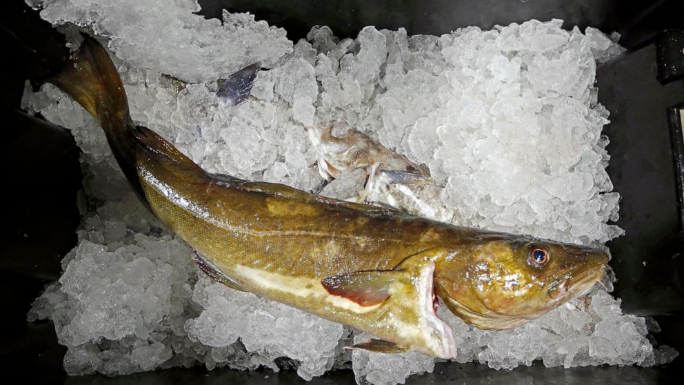 FILE - In this Oct. 29, 2015, file photo, a cod to be auctioned sits on ice at the Portland Fish Exchange, in Portland, Maine. Russia, along with Iceland and Norway, remains a major producer of the white fish, which it harvests from the Barents Sea a