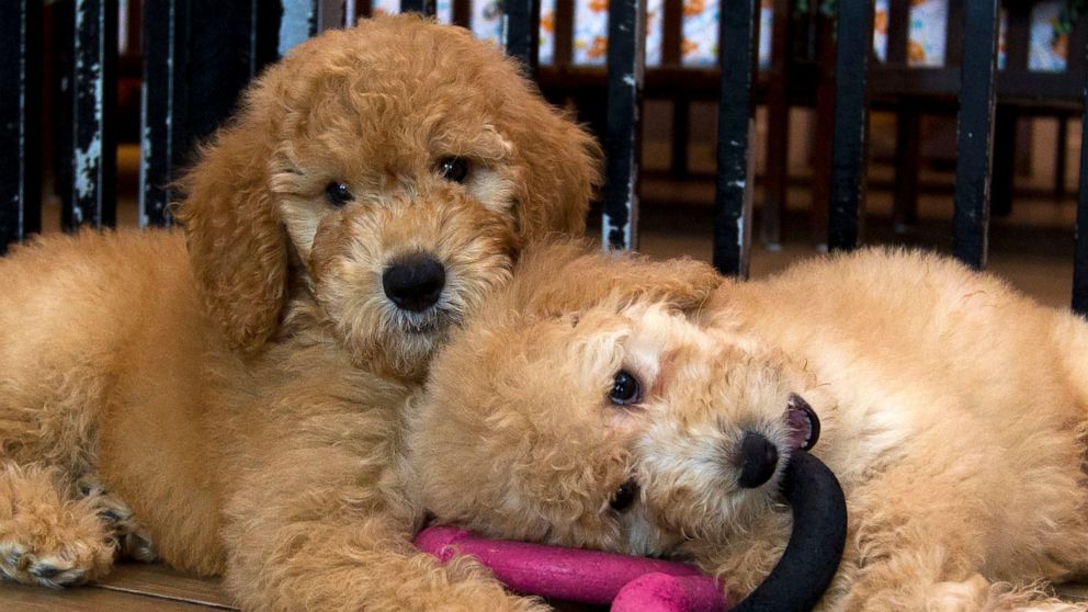 FILE - Puppies play in a cage at a pet store in Columbia, Md., Aug. 26, 2019. New York has become the latest state to ban the sale of cats, dogs, and rabbits in pet stores in an attempt to target commercial breeding operations decried by critics as “