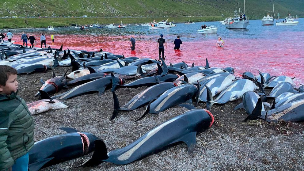 The slaughter of dolphins in the Faroe Islands provokes a debate about traditions