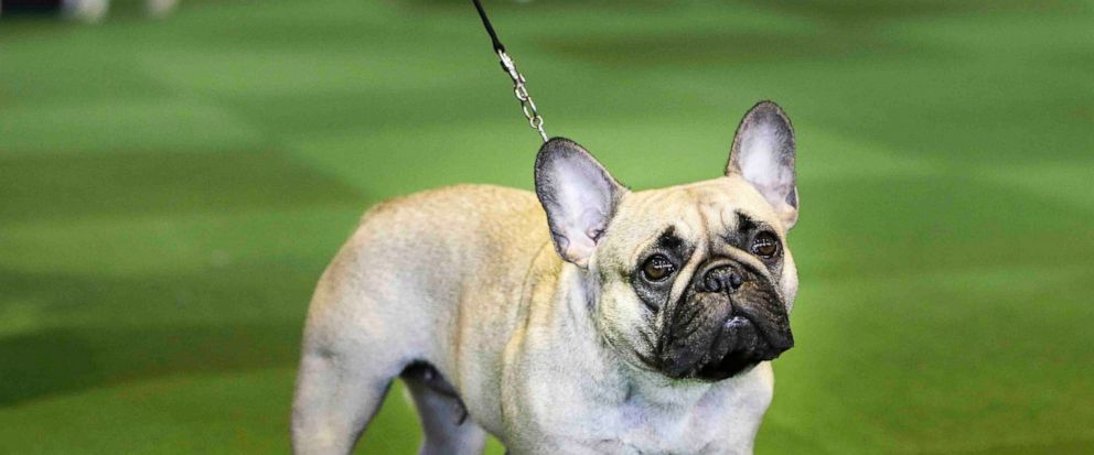 Look Out Labs French Bulldogs Now 2nd Most Popular Us Dog Abc News