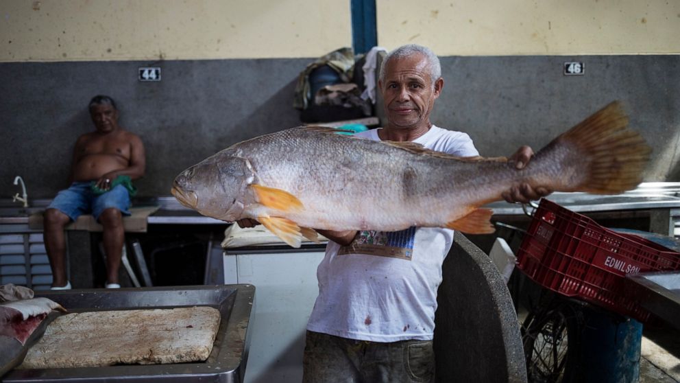 In this Sept. 1, 2019 photo, a vendor poses holding an Amazon fish known as "Pescada Branca" at the Ver-o-Peso riverside market in Belém, Brazil. The noisy, crowded and colorful market is the icon of a city that was once known for the rubber trade bu