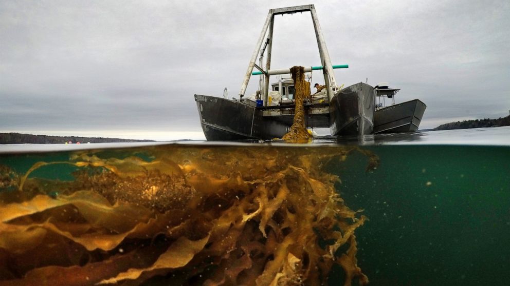 A line of seaweed is hauled aboard a barge for harvesting, Thursday, April 29, 2021, off the coast of Cumberland, Maine. Maine’s seaweed farmers are in the midst of a spring harvest that is almost certain to break state records(AP Photo/Robert F. Bukaty)
