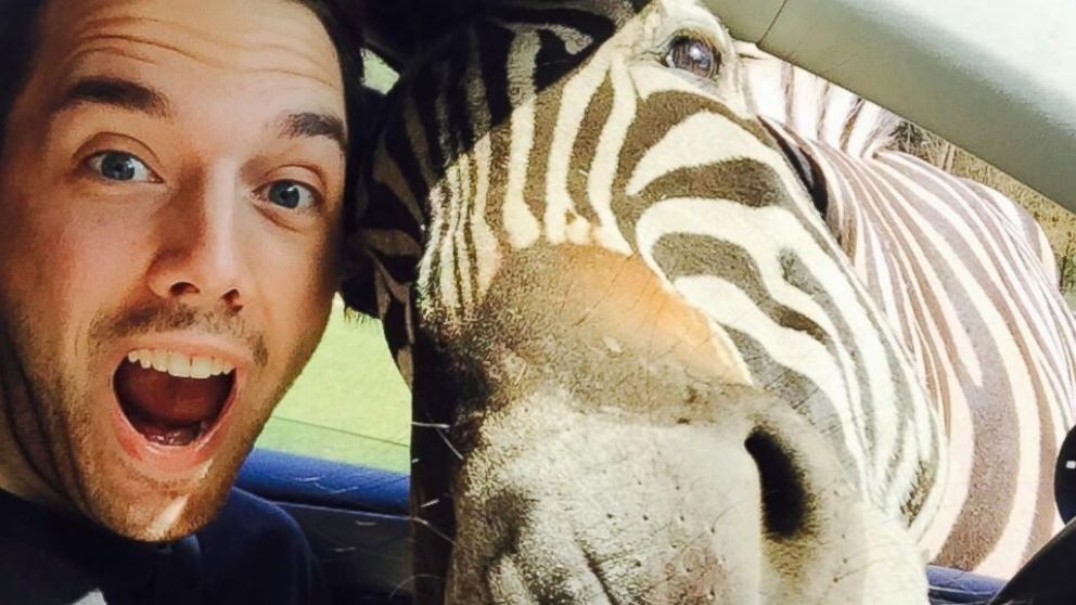 Zebra Photobombs Man’s Zoo Pics In Epic Selfie Session