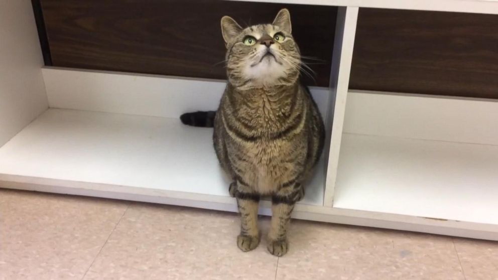 Tabby cat reunited with owners in California 12 years after