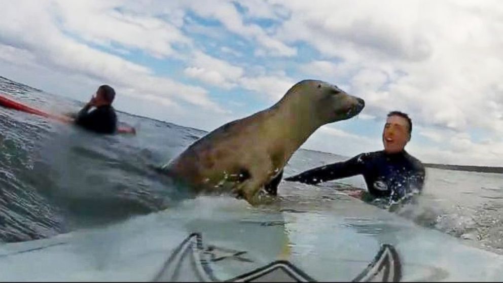 seal surf