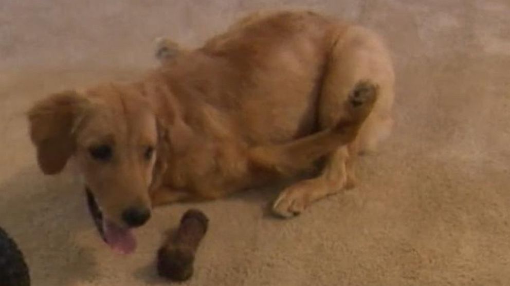 PHOTO: A couple from Phelan, California, said they are appealing to the public for help solving a medical mystery for their dog, Rexi. The nine-month-old pup's front paws flail upwards, according to the couple. 