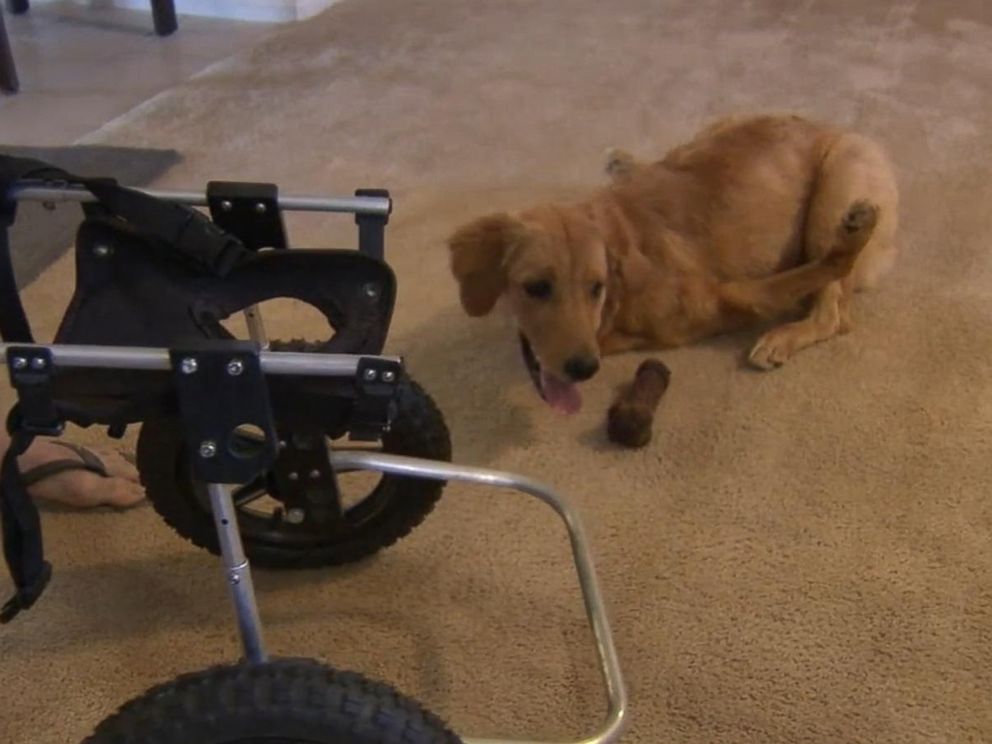 PHOTO: A couple from Phelan, California, said they are appealing to the public for help solving a medical mystery for their dog, Rexi. The nine-month-old pups front paws flail upwards, according to the couple.