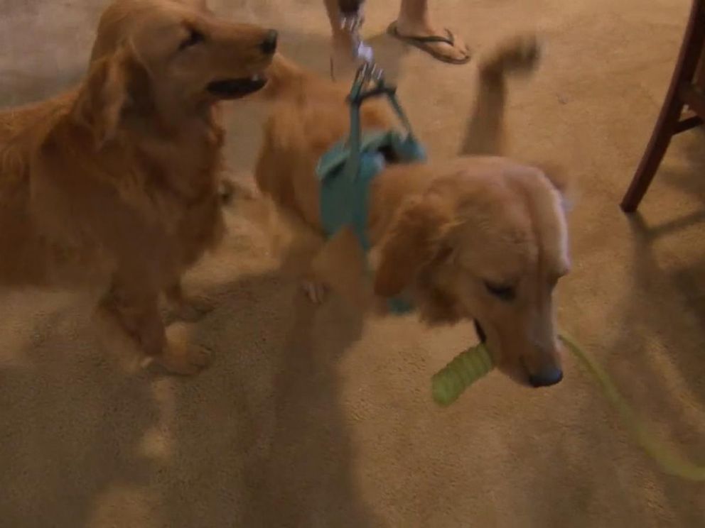PHOTO: A couple from Phelan, California, said they are appealing to the public for help solving a medical mystery for their dog, Rexi. The nine-month-old pups front paws flail upwards, according to the couple.