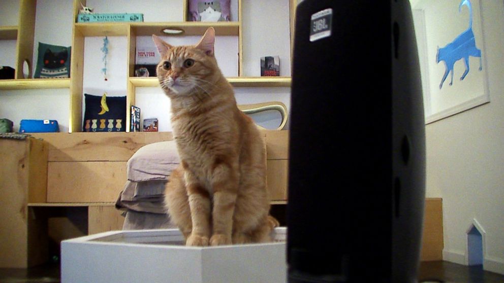 PHOTO: A cat sits next to a speaker playing music at Meow Parlour in New York on March 27, 2015.