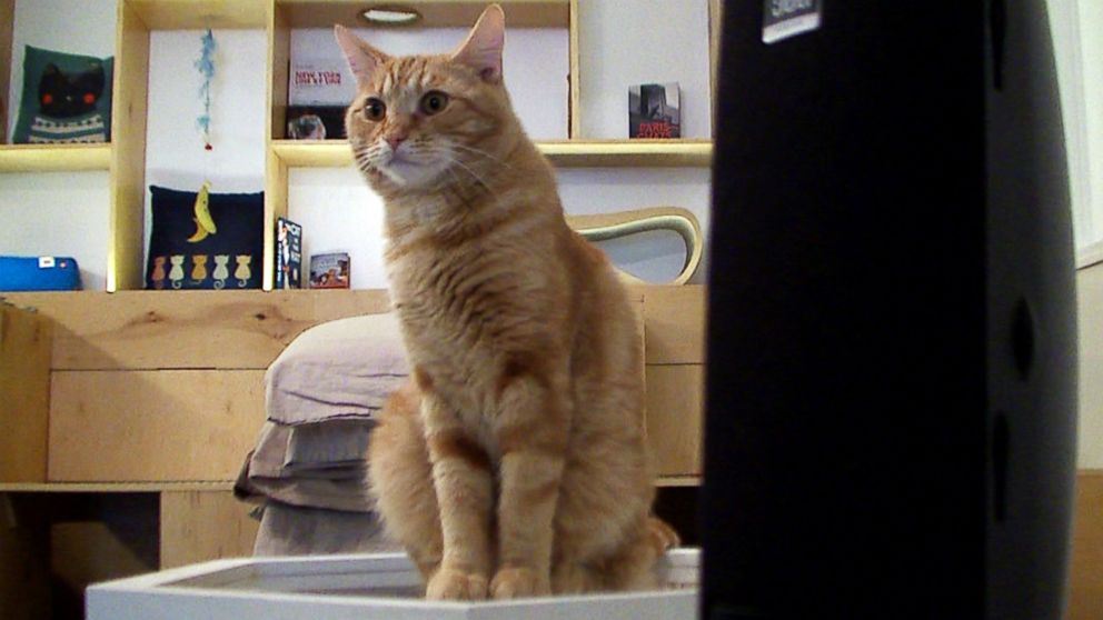 PHOTO: A cat sits next to a speaker playing music at Meow Parlour in New York on March 27, 2015.