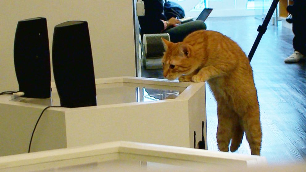 PHOTO: A cat jumps up next to speaker in Meow Parlour in New York City on March 27, 2015.