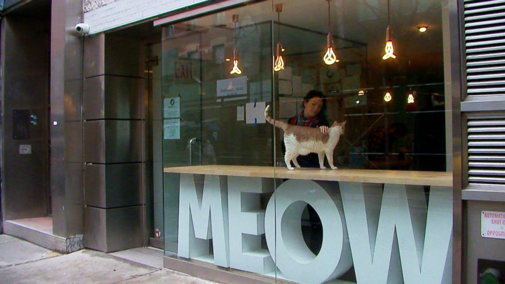 PHOTO: Meow Parlour in New York City, seen here on March 27, 2015, houses cats for adoptions. 