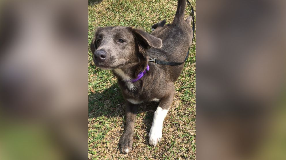 Lester Hernandez, 29, of Las Vegas brought home an 8-month-old collie mix named Houston from the city of Houston after meeting the dog in the aftermath of the storm.  